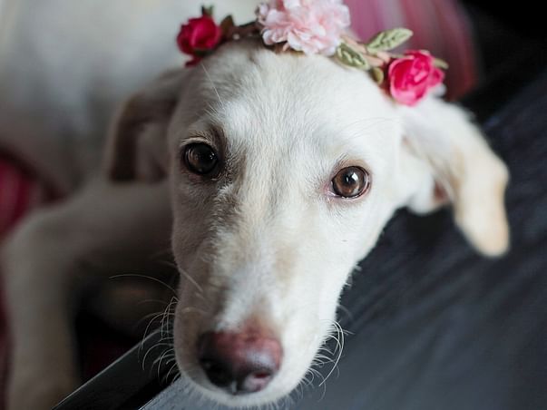 Help Luna Reach Vancouver