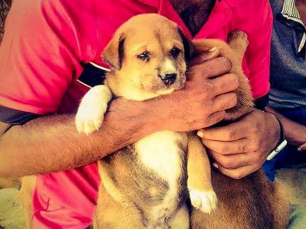 Food medicine and Sterilization for Street Pups
