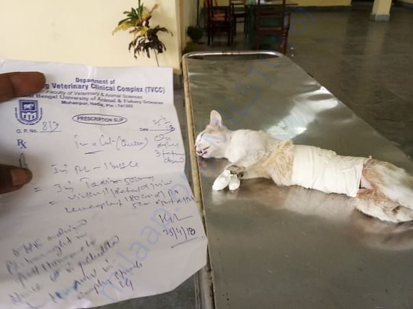 CATsteriliations