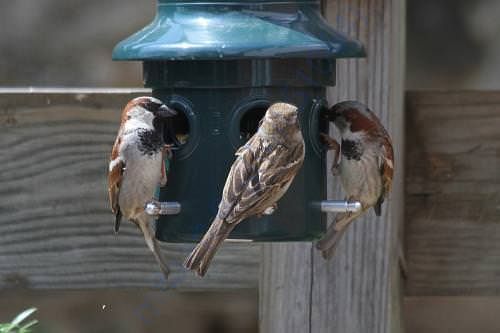 Saving Birds – You Can Help!