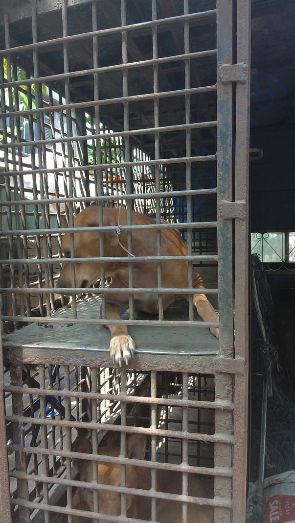 Dog sent for sterilization