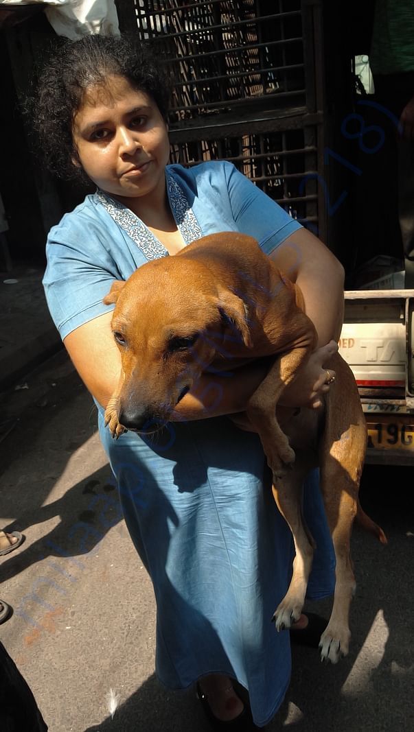 Catching Stray dogs for neutering