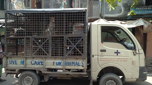 Dogs being picked up for sterilization