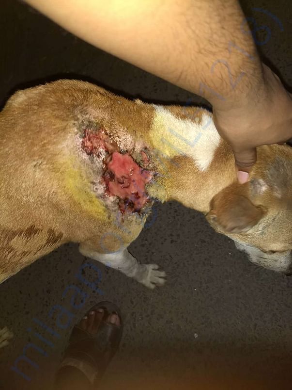 Maggot wound treatment