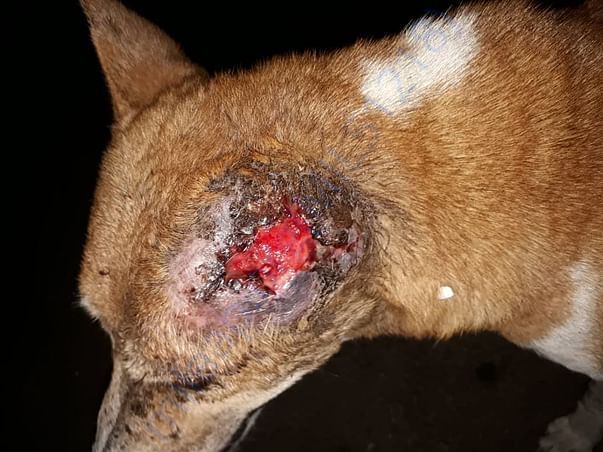 Maggot wound treatment