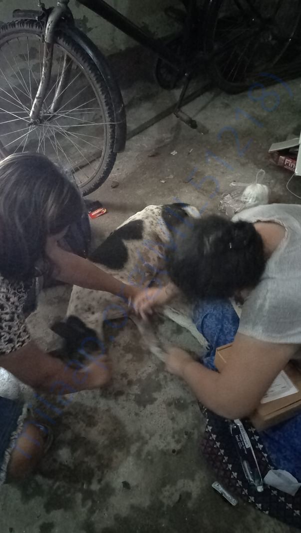 Treatment of a Senior dog of Bijoygarh who was hit by a bike