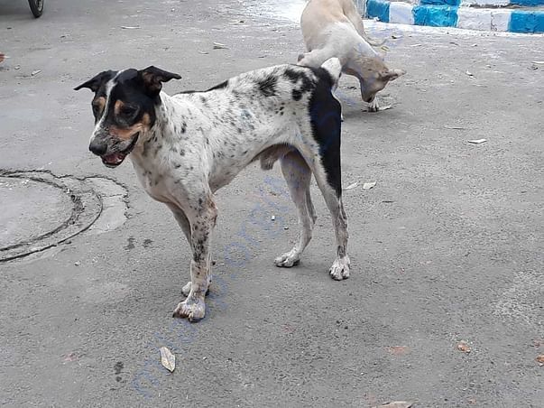 Deworming and Vaccination of stray dogs