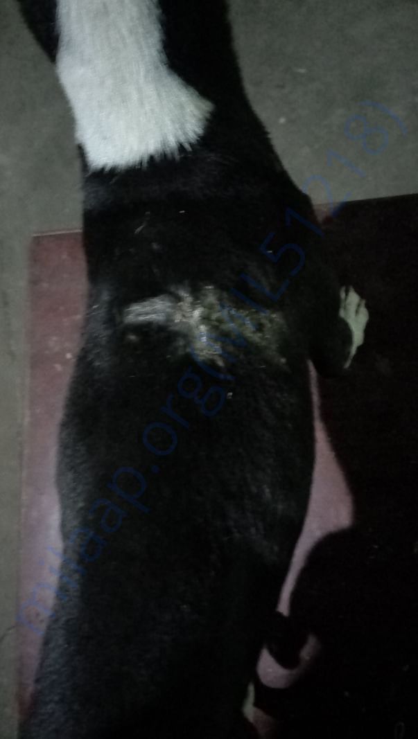 Treatment of Bite wound, fungal infection and ticks