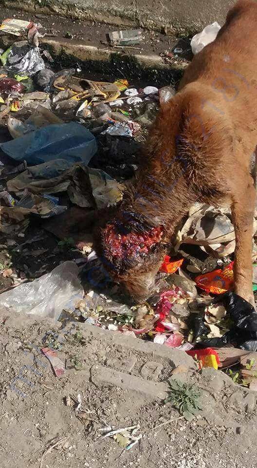 Treatment of Maggot infested wound