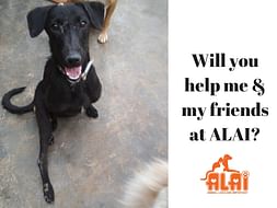 Help ALAI pay for the medicines purchased to treat rescues!