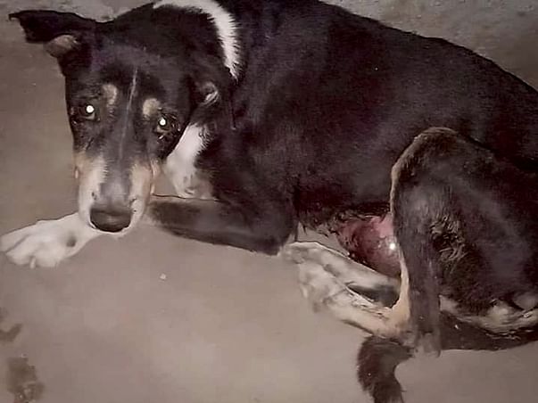 Help Shakti Fight Mammary Gland Tumor