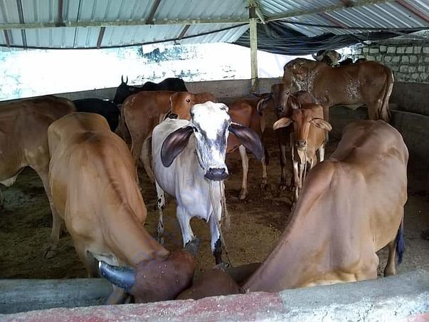 Sri Krishna Goushala Cantoment area