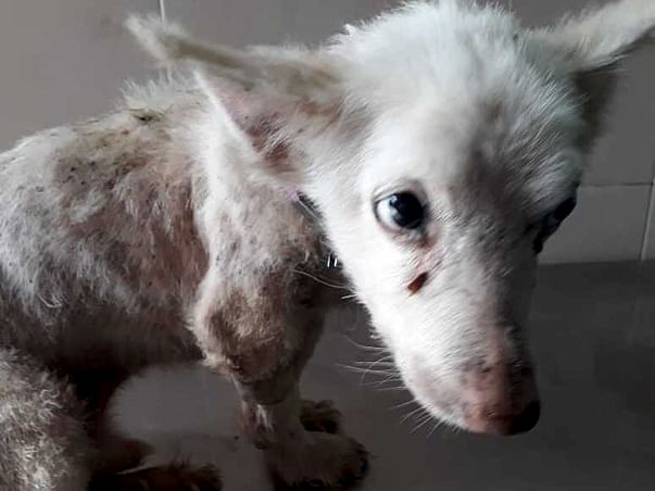 Help Samba Live A Happy Life Ahead