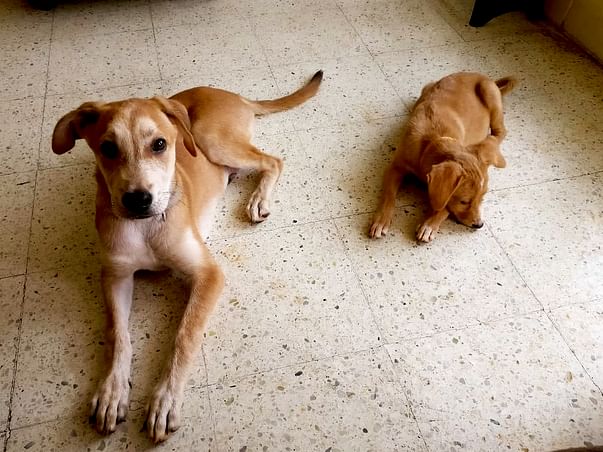 Help four rescue puppies travel to their forever home 1700km away