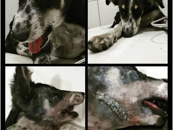 Bloom Needs Your Help To Restore Her Faith In Humanity