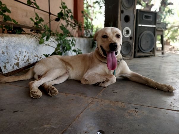 Clearing Leo's Dues to get him adopted
