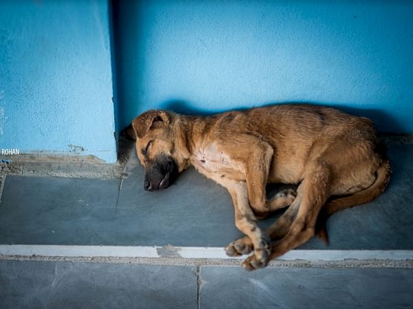 Help PFA get an ambulance for emergency rescues!