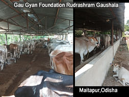 Help in Feeding And Sheltering The Voiceless