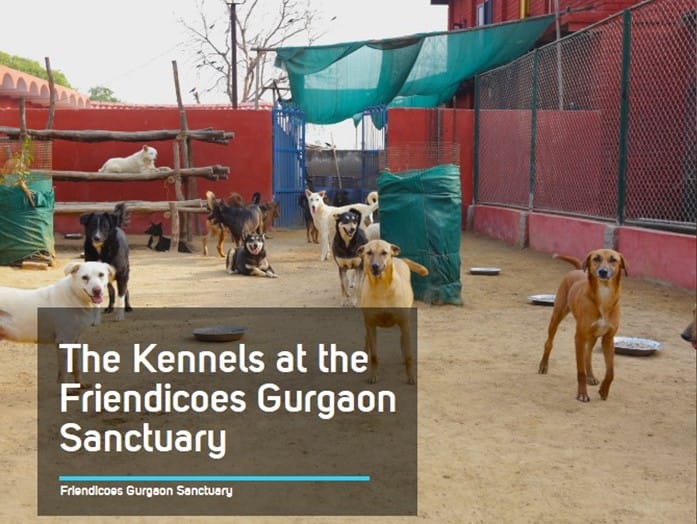 Help Friendicoes Build An Extra Shelter Milaap