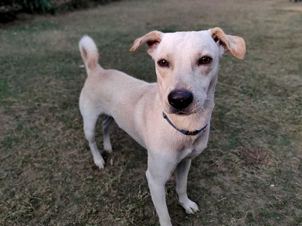 Donate to help Snowy reach his Loving And Caring Family