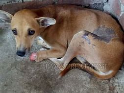 Help Build A Shelter For Injured Street Dogs