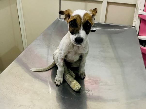 Please Save Veer, An Injured Puppy