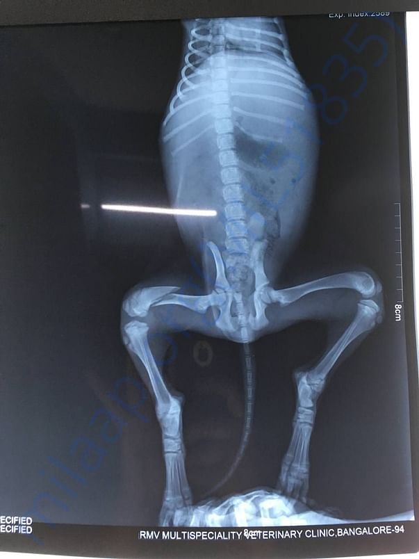 X-ray showing Veer's injury.