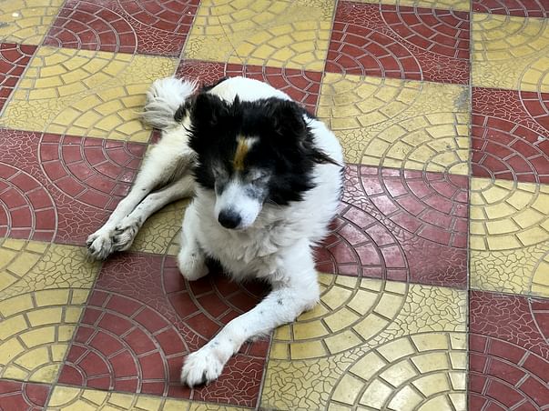 Help My Pet Suffering From Disease