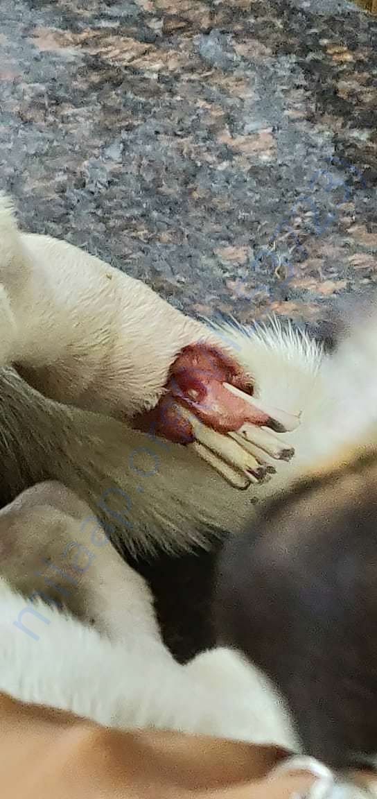 Injured photo of dog