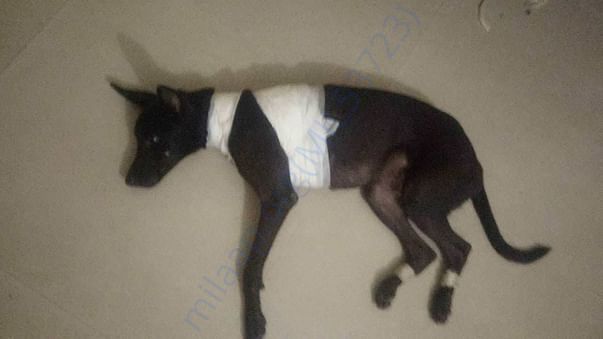 Treatment of three legged bhondu