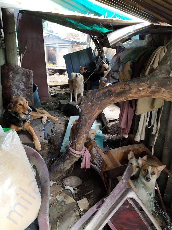 Dogs in front of her home