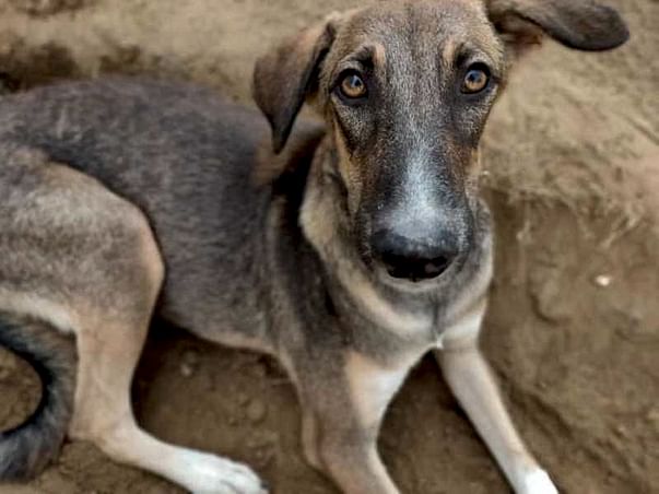 Help Boozo Find His Forever Home