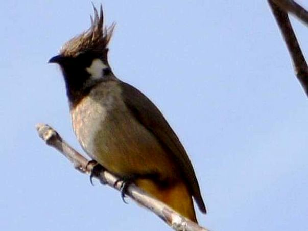 Join Us In Teaching The Youth Of Assi Ganga Bird Tourism