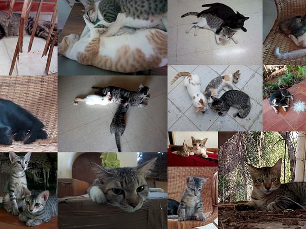Help Us Neuter Street Cats in our Neighborhood