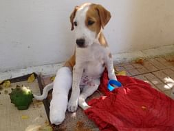 An animal shelter to indoor injured and ill stray animals