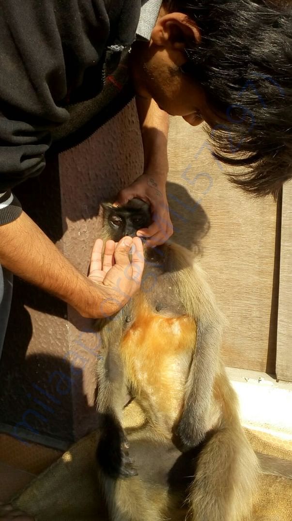 Rescuing and providing treatment and shelter facility.