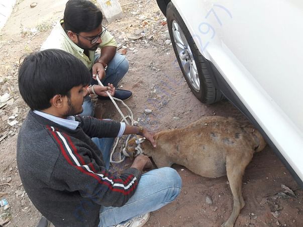 Rescuing and providing treatment and shelter facility.