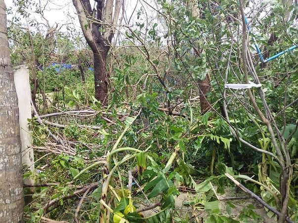 Fallen trees
