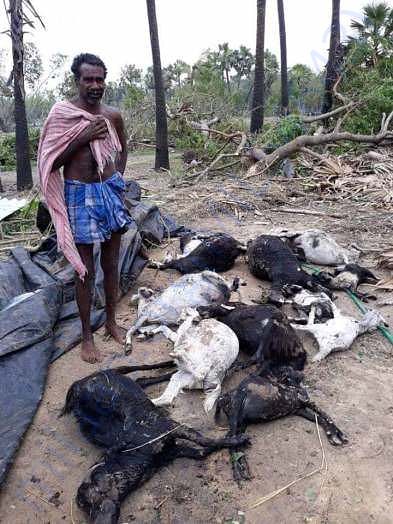 Loss of animals