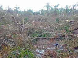 Help Rebuild Pushpavanam after Cyclone Gaja