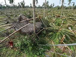 Save Delta Region - Gaja Cyclone - Relief Campaign
சோழதேசம் மீட்க..