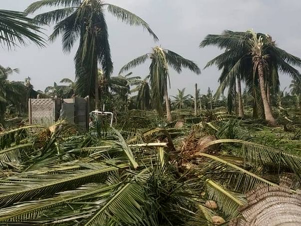 Help Cyclone Struck Pattukkottai Taluk in Tamil Nadu