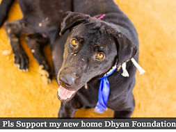 STRAY DOGS NEED YOUR HELP