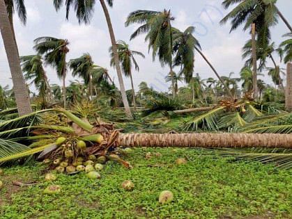Affected coconut tree
