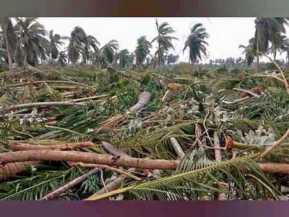 Coconut Farmer