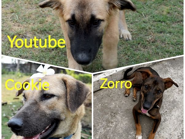 Help 3 survivor Dogs To Travel To Their Forever Home