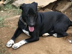 This special soul(Pepper) needs our help🙏🏻