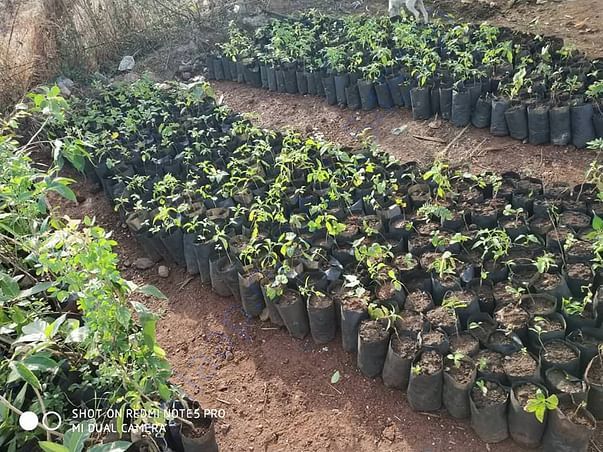Saplings to be planted in upcoming days