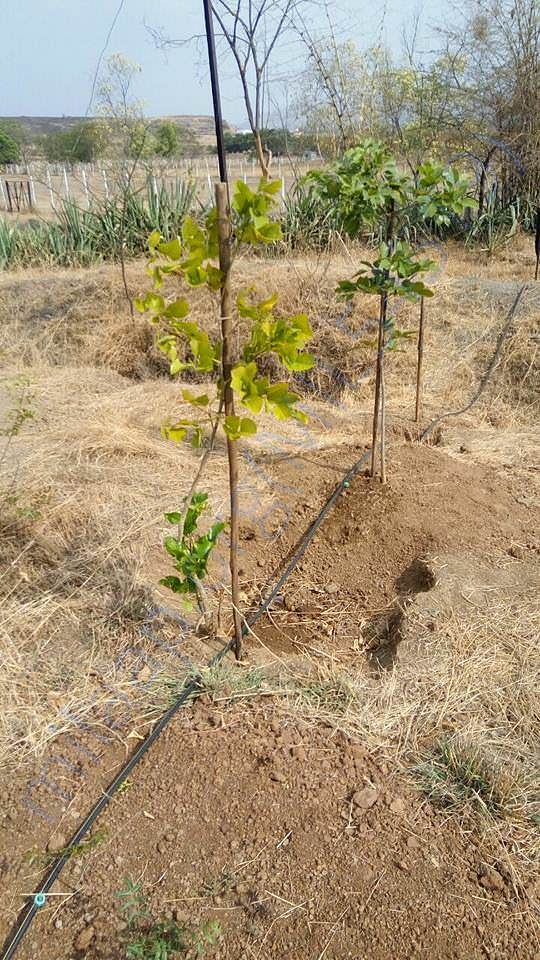 Drip irrigation phase-I