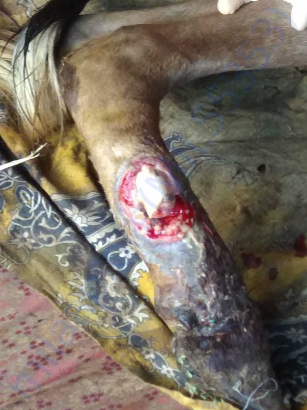 Current Situation of the cow after fixing the leg